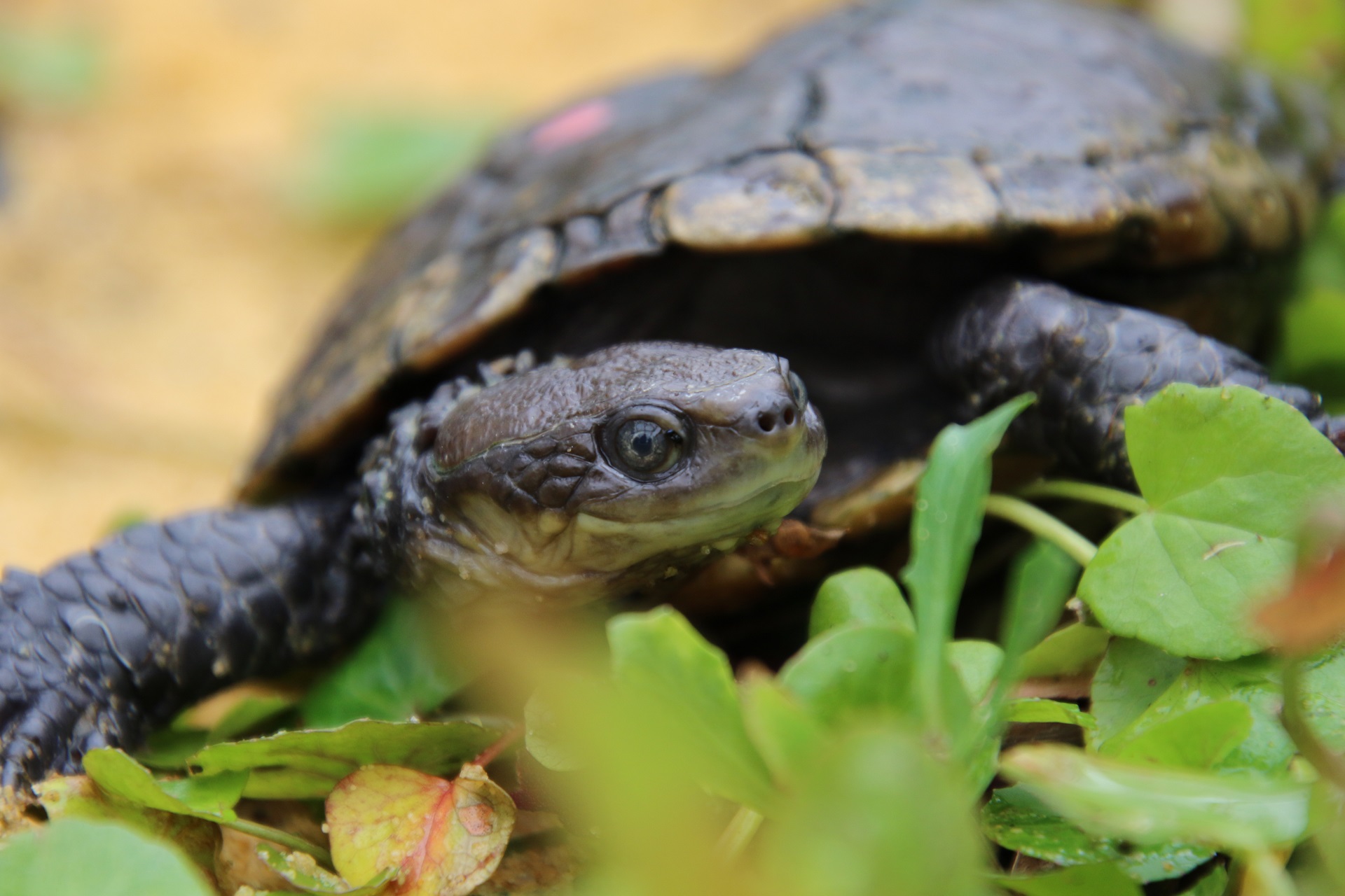 Biggest Wild Release for Rare Reptiles | Perth Zoo
